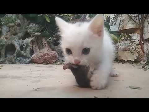 A small kitten hunts a mouse. The kitten has a whole mouse. A predator will grow from a kitten