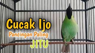 Download lagu FULL Nembak Panjang-Panjang - Cucak Ijo Ngotot bongkar Isian Kasar mp3 Download lagu FULL Nembak Panjang-Panjang - Cucak Ijo Ngotot bongkar Isian Kasar mp3