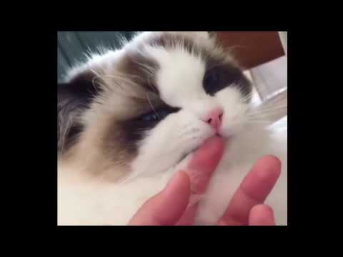 When ur cat get shock