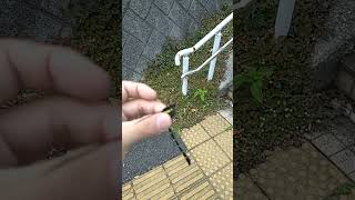 通路の石壁にコオニヤンマがいました！