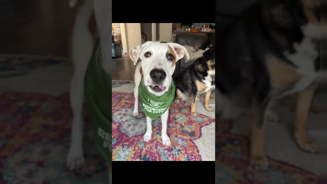 Enlarge George, an adopted mixed breed in South Bend, IN video 4/6