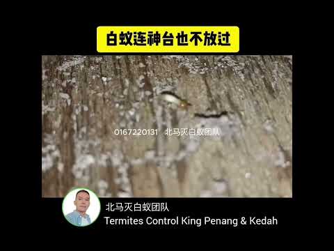 白蚁连神台也不放过