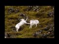 Vic Chesnutt-  Kick My Ass
