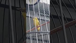 Download lagu Pleci BARBARA Nembak Panjang#shorts mp3 Download lagu Pleci BARBARA Nembak Panjang#shorts mp3