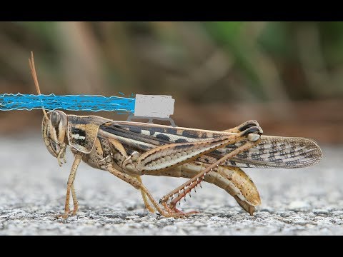 MWO - Chilled Grasshopper (1800 dmg)