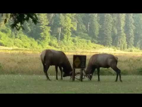 Elk fight