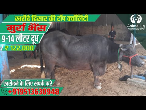 Black murrah buffalo