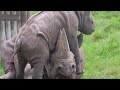 TRY NOT TO LAUGH WATCH FUNNY ANIMALS VIDEO Funny RHINOS Make You Smile