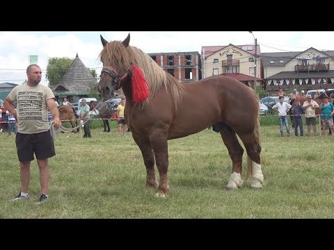 Parada cailor - Tasnad, Satu-Mare 24 Iunie 2017