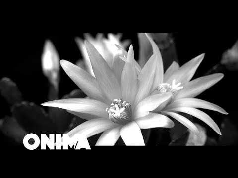 Diellza Dobroshi - E Hene