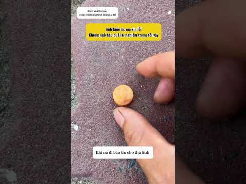 Em xin lỗi nha anh Kiến