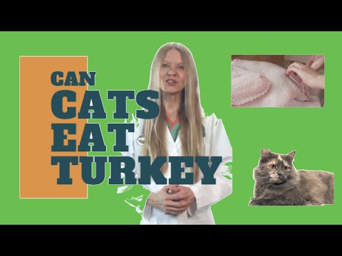 Can Cats Eat Turkey? (2019)