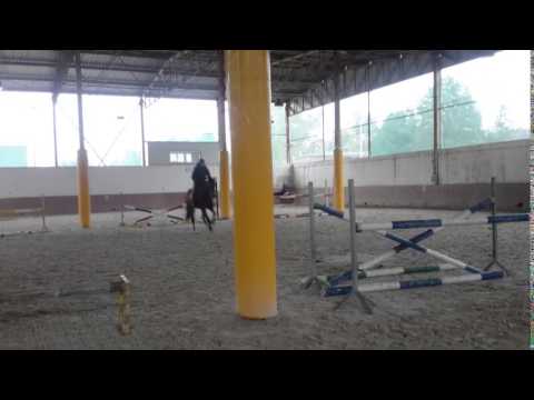 Monte Bellini x Matcho AA 4 y.o.ForSale507848480