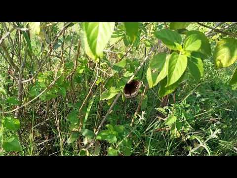 4k ultra Nokia 8.1 camera 📷