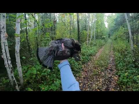 Early Season RUFFED GROUSE Hunting 2025