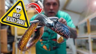 HANDLING THE DEADLIEST LAND SNAKE IN THE WORLD!! | BRIAN BARCZYK by Brian Barczyk