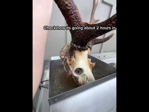 Cleaning up a Sika Stag Skull with the Trophy Boil Original Electric Skull Simmering Unit.