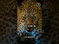 Don T Study Me Its Sj Beat Attitude