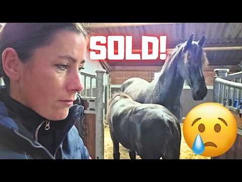 Sold! Elvis Has Left the Building. I Explain Everything | Friesian Horses