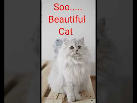 Cat's || Awesome Beautiful Cutest Aww Cat || #shorts #catsshorts