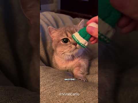 Ten kot pilnie potrzebuje się wysuszyć 😲🐱