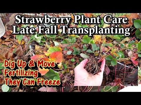 Easily Transplanting/Moving & Fertilizing Strawberry Plants Late Fall: Just Dig Them Up & Move Them