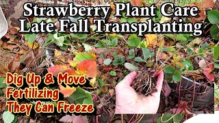 Easily Transplanting/Moving & Fertilizing Strawberry Plants Late Fall: Just Dig Them Up & Move Them