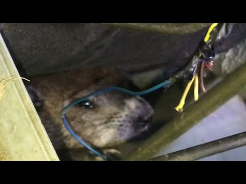 fixing a CHEWED wiring harness (groundhog damage)