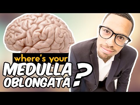 Where's Your Medulla Oblongata?