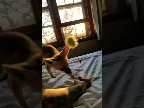 Fawzi fox just living the dream