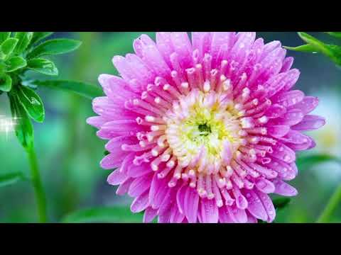 Opwekkiing 269 Baruch ha Shem Adonai