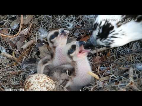 Osprey chicks having dinnerfish       19 01   Video 2020 04 20 190732