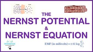 Nernst Potential And Nernst Equation