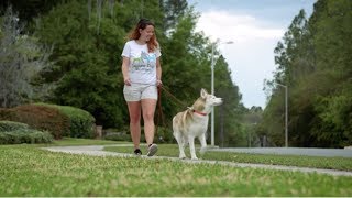 Daytime Dogs and Friends in Gainesville FL is a Dog Walking and Pet Sitting Company