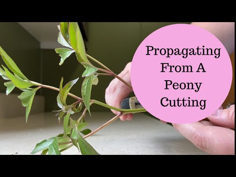 Experiment: 🌱Propagating A Peony Plant From A Cutting🌱