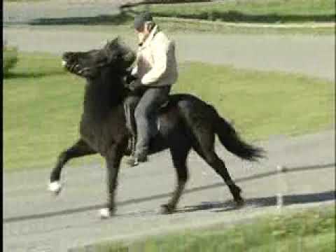 Víðir von Aegidienberg - ehemaliges Verkaufspferd - Video vom 18.10.2005