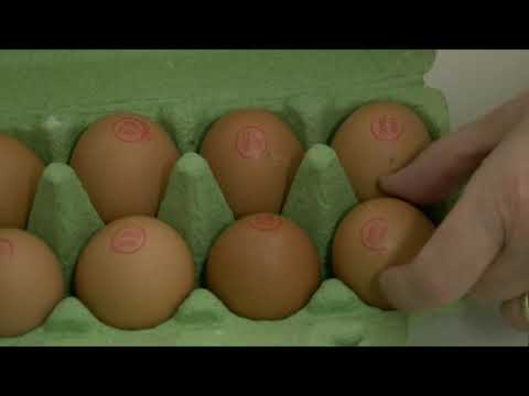 DNEVNIK 11.11.2020. Osječka televizija