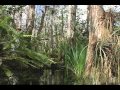 Slice of Life - Swamp Walk