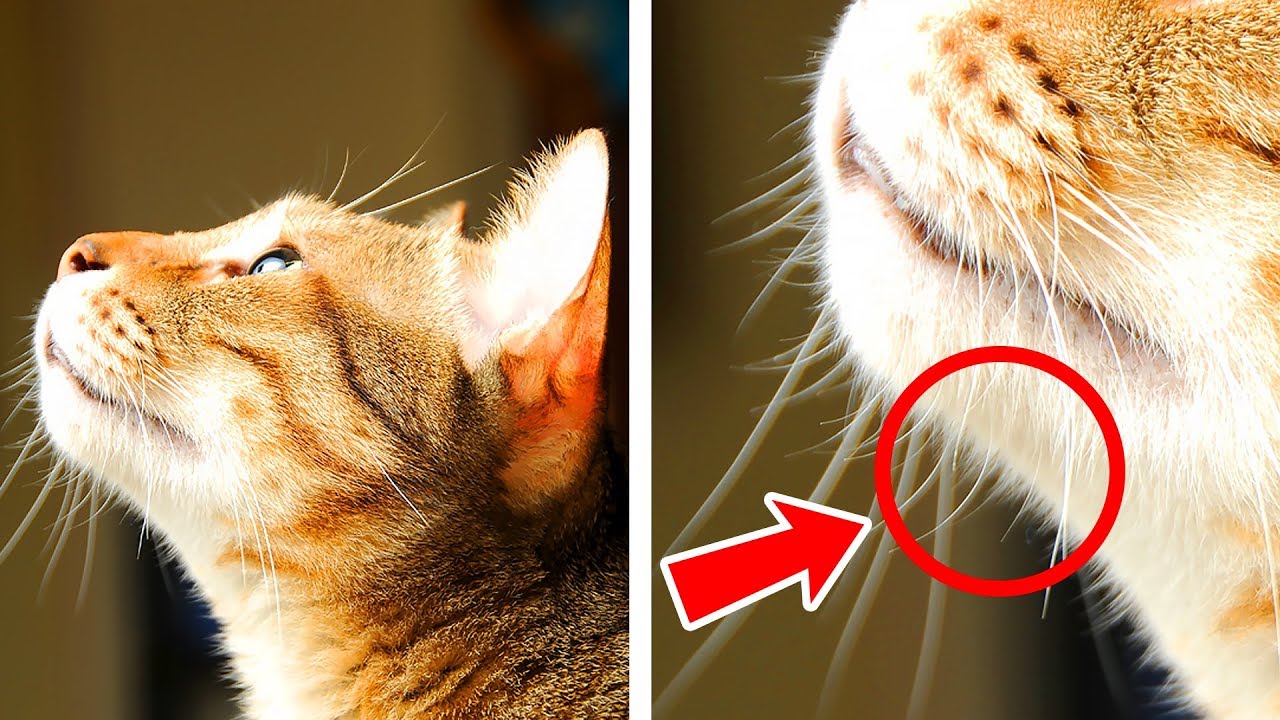 29+ Fatos Incríveis Sobre Gatos Que Te Farão Amá los Eles Ainda Mais