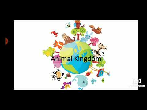 Animals Kingdom