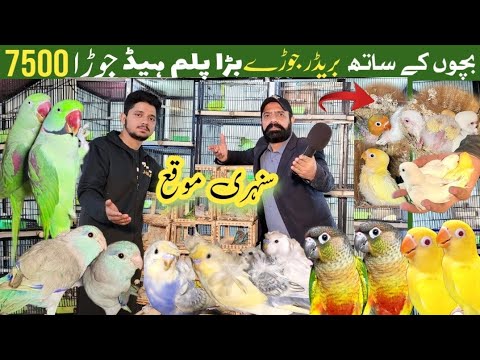 Tanzeel birds aviary | all birds farming 