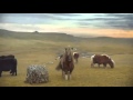 Horse with moonwalk dance (As Michael Jackson ...