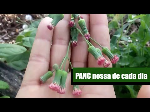 , title : 'PANC nossa de cada dia | Sisteminha Adaptado em São Vicente'