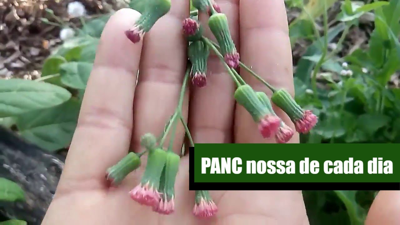 PANC nossa de cada dia | Sisteminha Adaptado em São Vicente