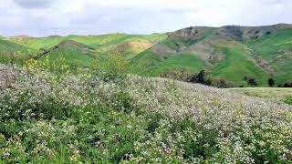 Where to see wildflowers bloom 洛杉矶Chino Hill ｜赏花好去处｜自然风景