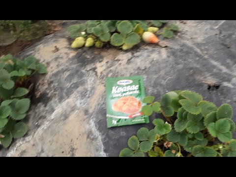 Zašto treba koristiti kombinovano đubrivo od kvasca