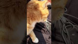 野良猫との戯れ98 #野良猫