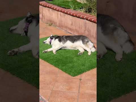 Shelby Lied! She Didn’t Have to Potty… She Just Wanted to LAY OUT! 😂☀️🐶 #dogshorts #pets