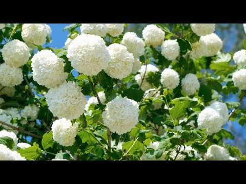Relaxing Classical Music with Birds & Blossoms  Peaceful Piano & Guitar for Focus, Sleep, Study