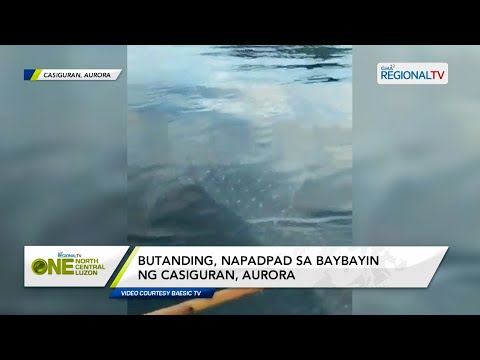 One North Central Luzon: Butanding, napadpad sa baybayin ng Casiguran, Aurora